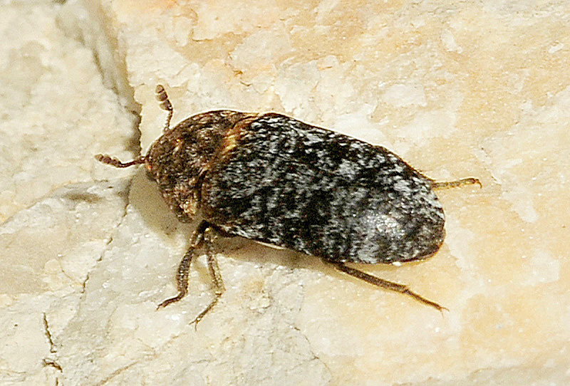 Dermestidae: Dermestes undulatus